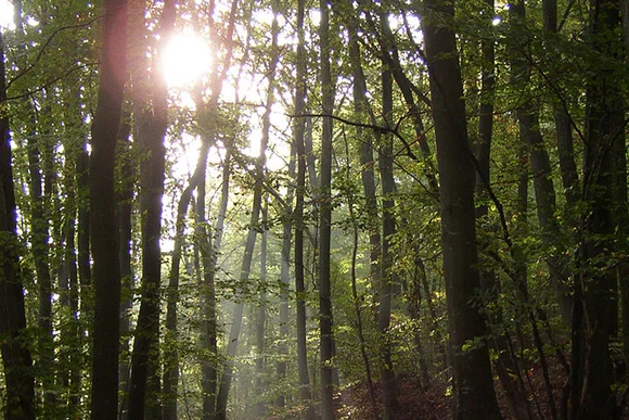 Sonnenstrahlen durch Wald